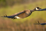 Canada Goose