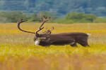 Caribou, Kenai, Alaska