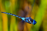 Blue Darner Dragonfly