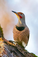 Northern Flicker Front