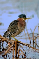 Green Heron