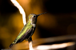 Anna's Hummingbird