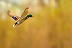 Mallard Flight