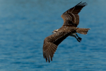 Osprey over Sacramento river