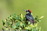Tree Top Woodpecker